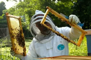 beekeeper, hive, inspection