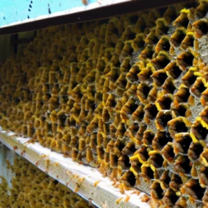 Mastering the Art of Single Brood Hive Management