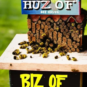 Buzz Off: A Creative Guide to Safely Removing Bee Hives