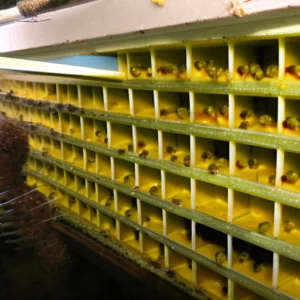 Navigating the Buzz: Mastering Single Brood Chamber Hive Management