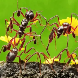 Antsy Aromatics: Unseen Uses of Essential Oils for Ant Control