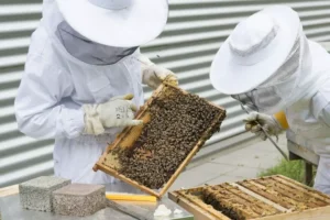 beekeeper, bees, beehive