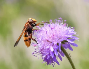 hoverfly, forage, pollen