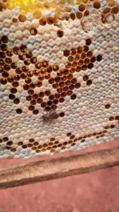 honey, bee, honey frame