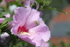 Bee a Pro: Tips for Budding Beekeepers