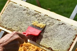 DIY Honey Extraction: Harvesting Your Own Honey