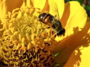 The Top 5 Most Common Beekeeping Mistakes to Avoid