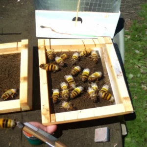 Buzz Off, Bees! Crafting Handy Homemade Hive Traps