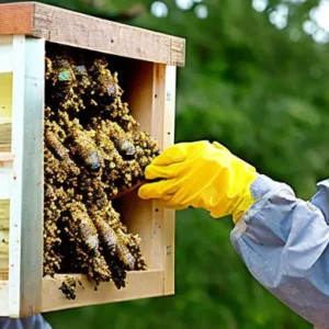 Buzzing Relocation: The Art of Moving a Beehive Safely