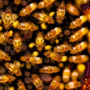 Sweet Crystals: The Bee-autiful World of Granulated Honey