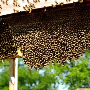 Splitting the top-bar hive with a shook swarm