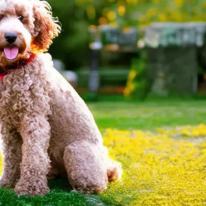 Unraveling the Charm: The Adorable Irish Doodle Explained