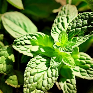 Mint Condition: The Search for the Most Aromatic Mint Plant