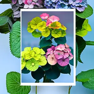 Shifting Shades: Your Guide to Changing Hydrangea Hues
