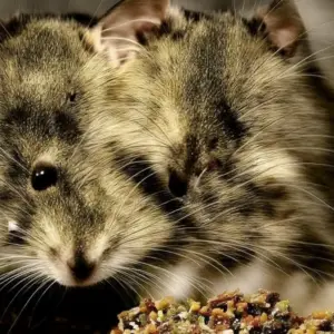 Nosing Around: Uncovering the Aromas that Mice Absolutely Despise