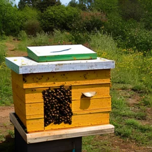 Art of Apiary: Unveiling the Mysteries of Beekeeping