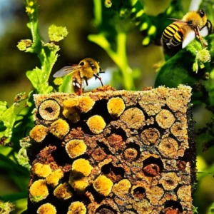 Unveiling the Hidden Wonders of Natural Bee Hives