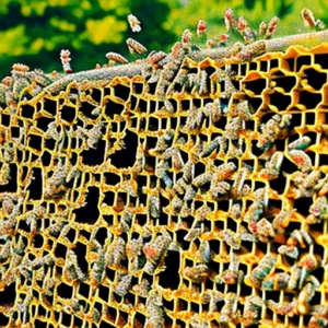 Sweet Sanctuaries: The Natural Majesty of Honey Bee Hives