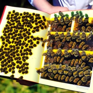 Buzzing Through Beekeeping: Exploring the Hive of Techniques