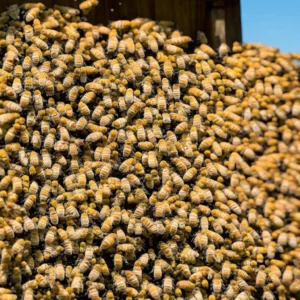 The Art of Apiary: Crafting Hives for Buzzing Bees