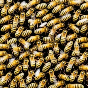 Visual Buzz: A Sweet Collection of Honey Bee Images