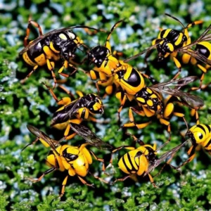 Buzz Wars: Wasps vs Hornets vs Yellow Jackets Face-Off