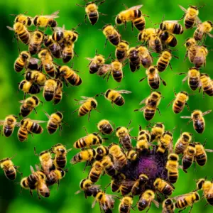 Buzzing Beauties: The Harmonious Dance of Honey Bees in Gardens