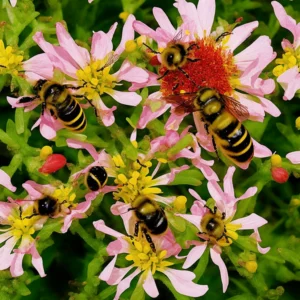 Blossoms, Bees, and Honey: A Journey Through a Bee’s Garden