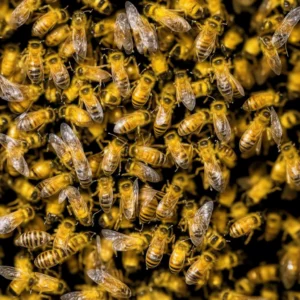 Buzzing Through Science: The Official Name of The Honey Bee