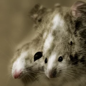 Unfamiliar Whisper of Nostrils: Scents That Repel Mice