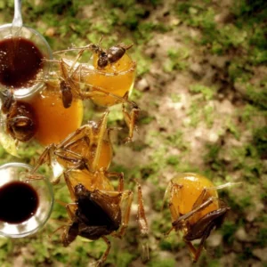Nectar & Nectar: Mixing Honey with Apple Cider Vinegar