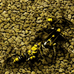 Unmasking the Sting: The Dynamics of Yellow Jacket Aggression