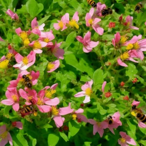 Blossoms, Bees, and Honey: A Love Story in Our Gardens