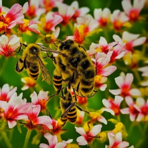 Blooming Harmony: The Sweet Symphony of Honey Bee Flowers