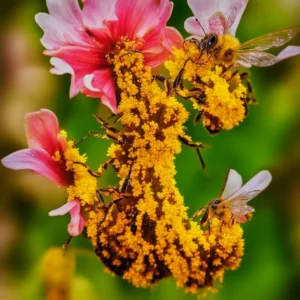 Dancing with Petals: The Sweet Symphony of Honey Bee Flowers