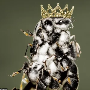 Capturing the Crown: Stunning Portraits of the Queen Bee