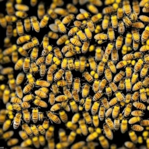 Buzzy Lives: Unveiling the Lifespan of Honey Bees